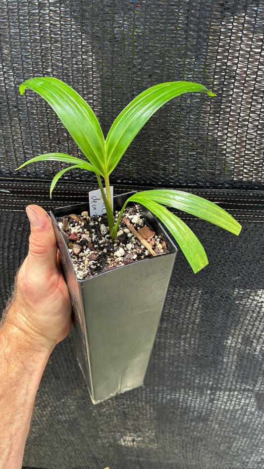 *NEW* Comoro Triangle Palm Dypsis lanceolata x decaryi live tree