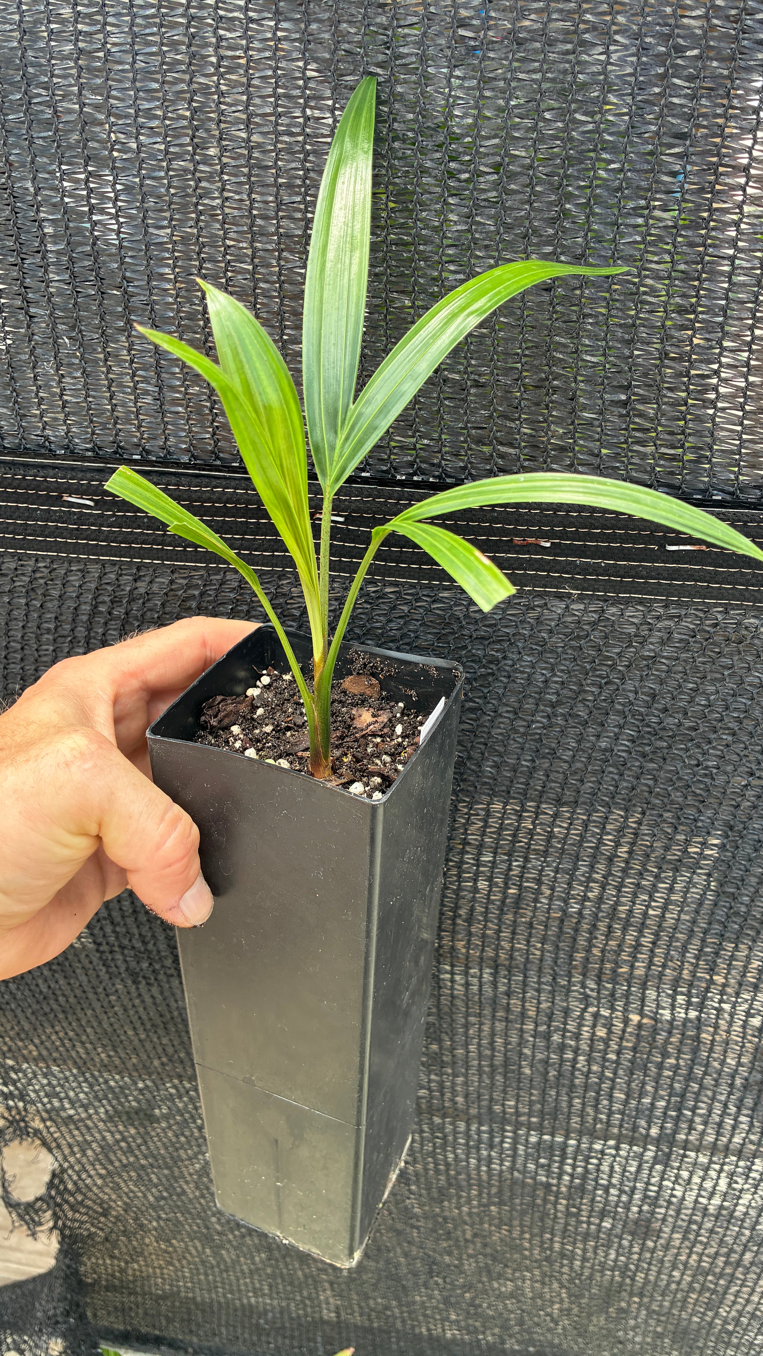 Mail-Order Palms – Seabreeze Nurseries Inc