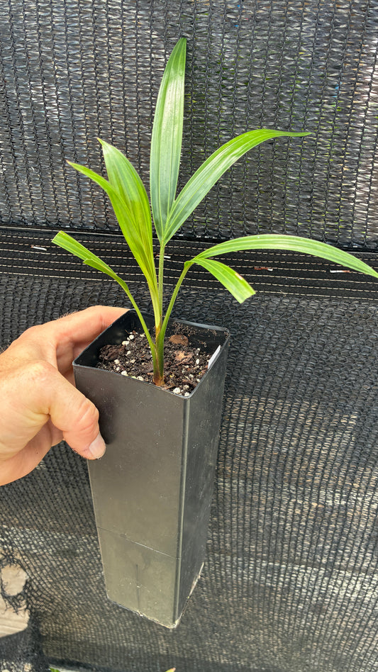 Silver Triangle Palm Dypsis blackii x decaryi *ONLY 2 AVAIL* hybrid tree collectors