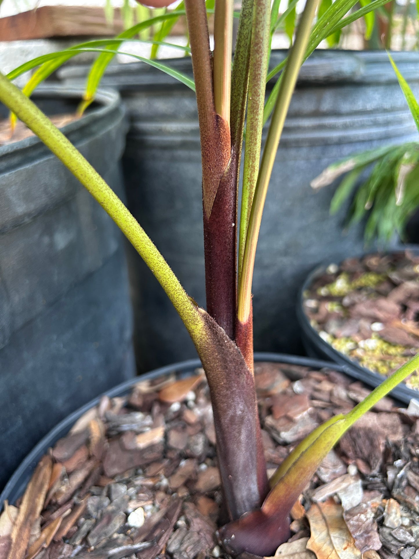 Sandy Bear Hybrid- Dypsis psammophila x leptocheilos RED STEM palm tree