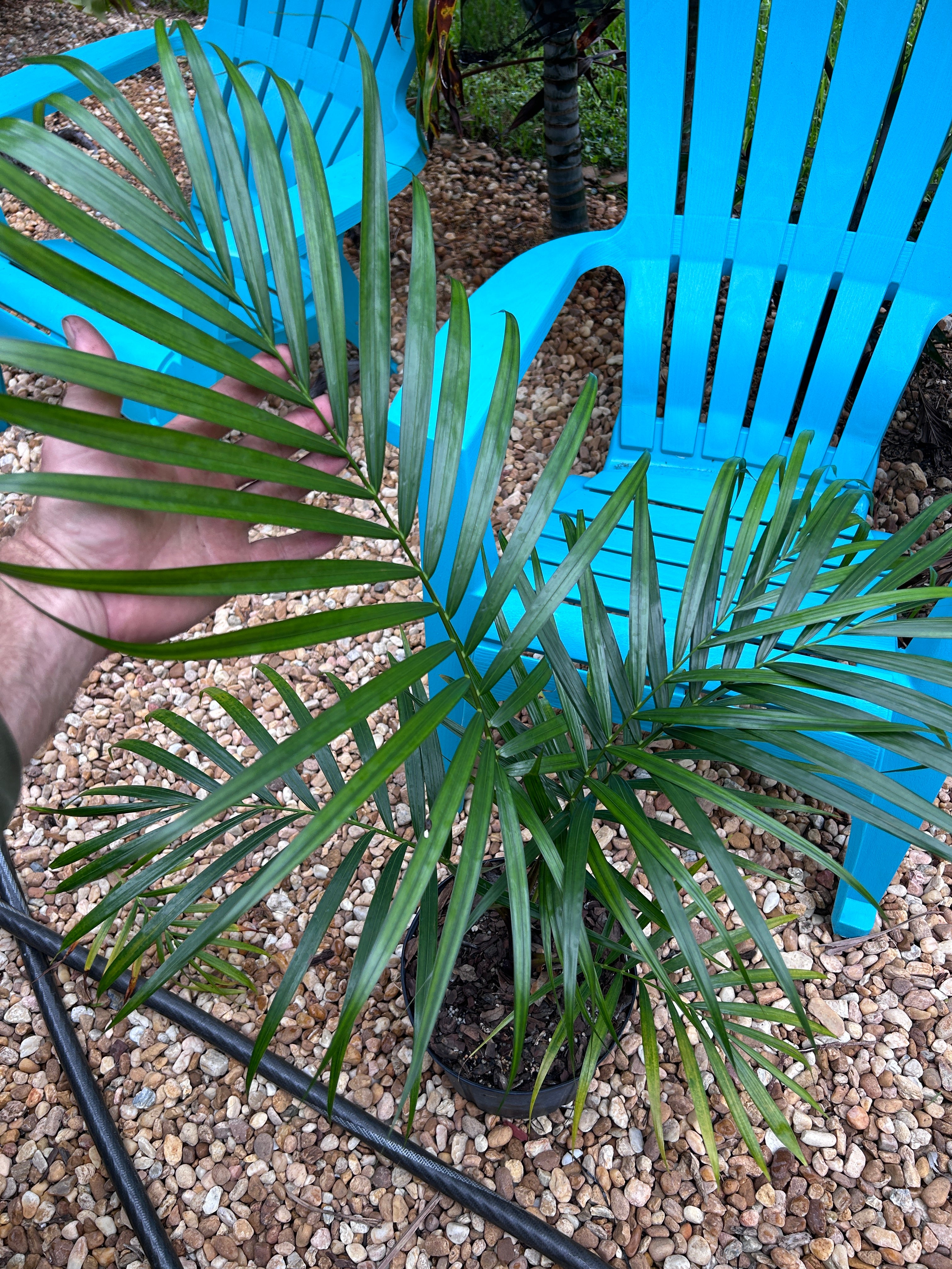 Mail-Order Palms – Seabreeze Nurseries Inc