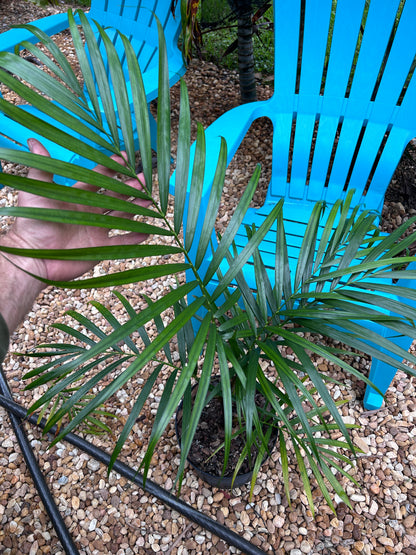 Sandy Bear Hybrid- Dypsis psammophila x leptocheilos RED STEM palm tree