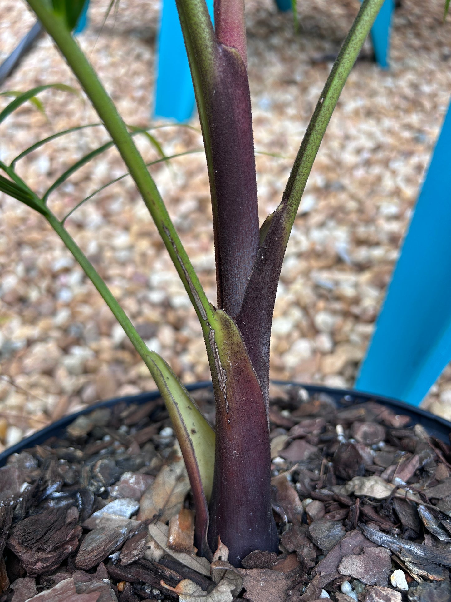 Sandy Bear Hybrid- Dypsis psammophila x leptocheilos RED STEM palm tree