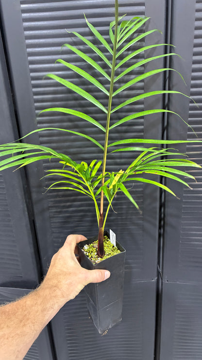 Sandy Bear Hybrid- Dypsis psammophila x leptocheilos RED STEM palm tree