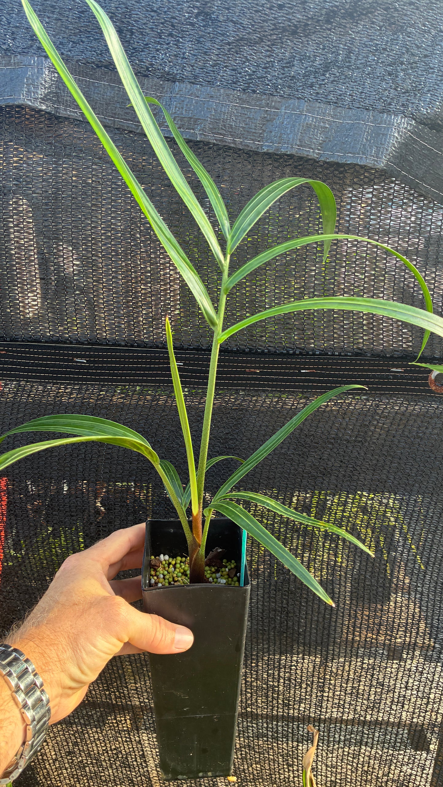 White Tiger Palm- Dypsis pembana x decaryi x leptocheilos- Rare triple-cross hybrid tree