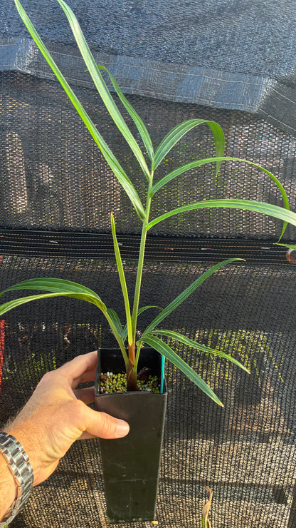 White Tiger Palm- Dypsis pembana x decaryi x leptocheilos- Rare triple-cross hybrid tree