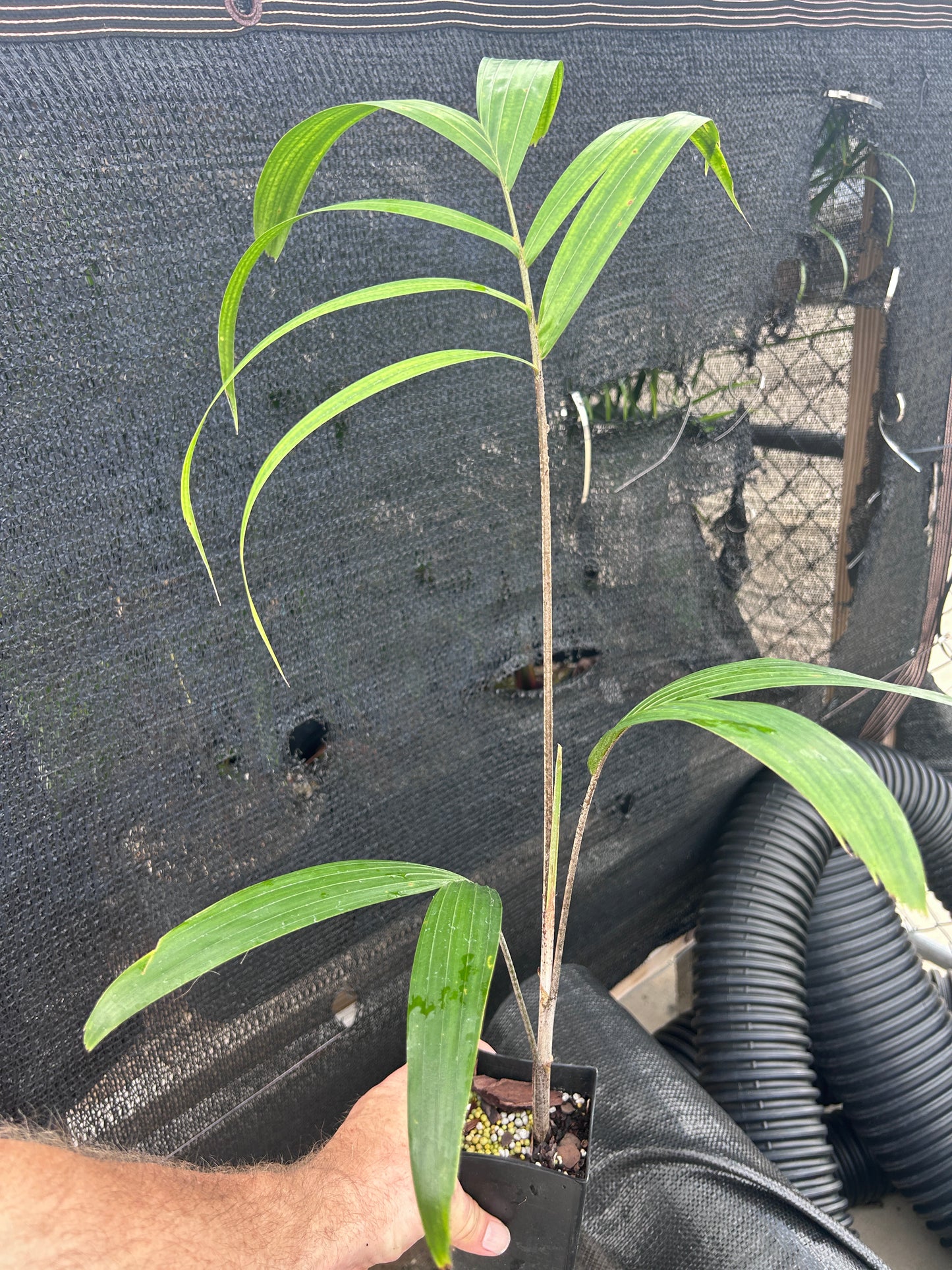 Reverse Foxy Lady Palm- Veitchia arecina x Wodyetia bifurcata hybrid EXTREMELY FAST tree!
