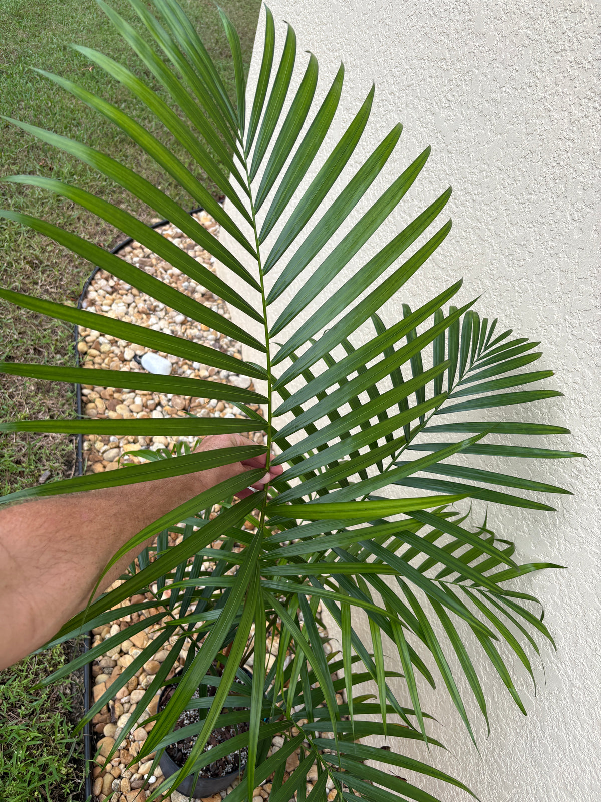 Sandy Bear Hybrid (C.  psammophilus x leptocheilos) live Dypsis palm tree psammophila