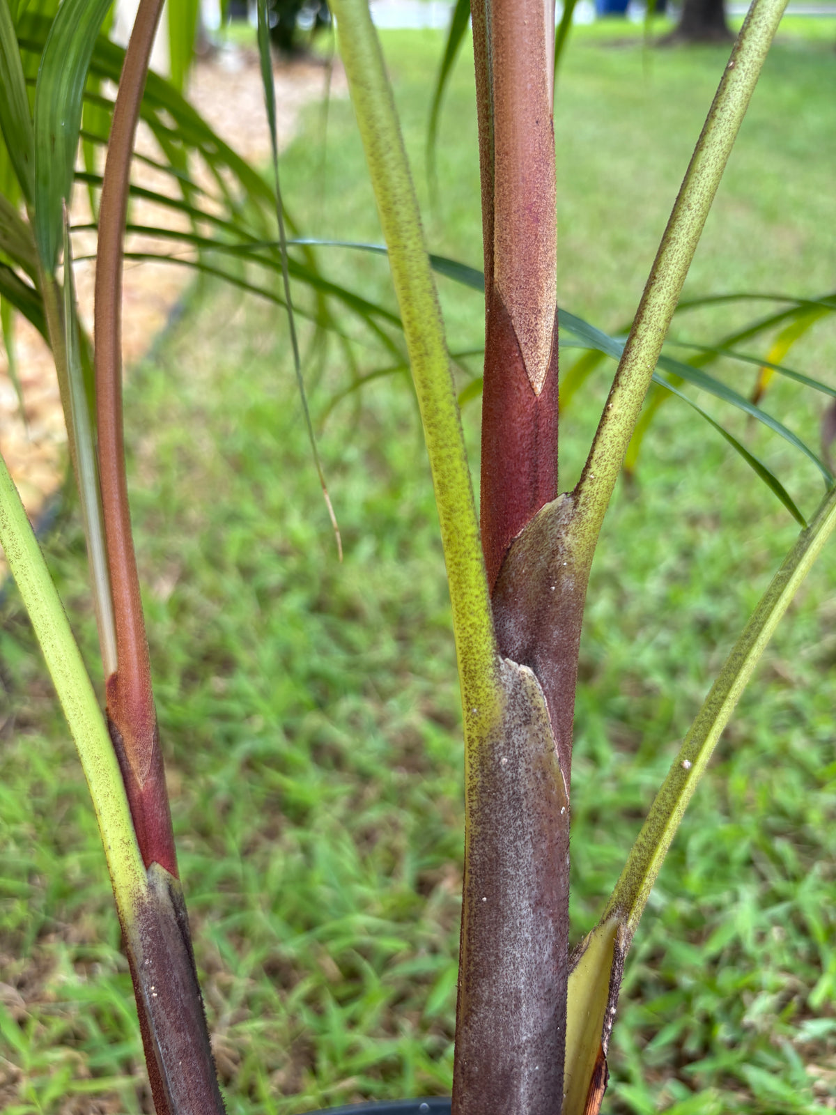 Sandy Bear Hybrid (C.  psammophilus x leptocheilos) live Dypsis palm tree psammophila