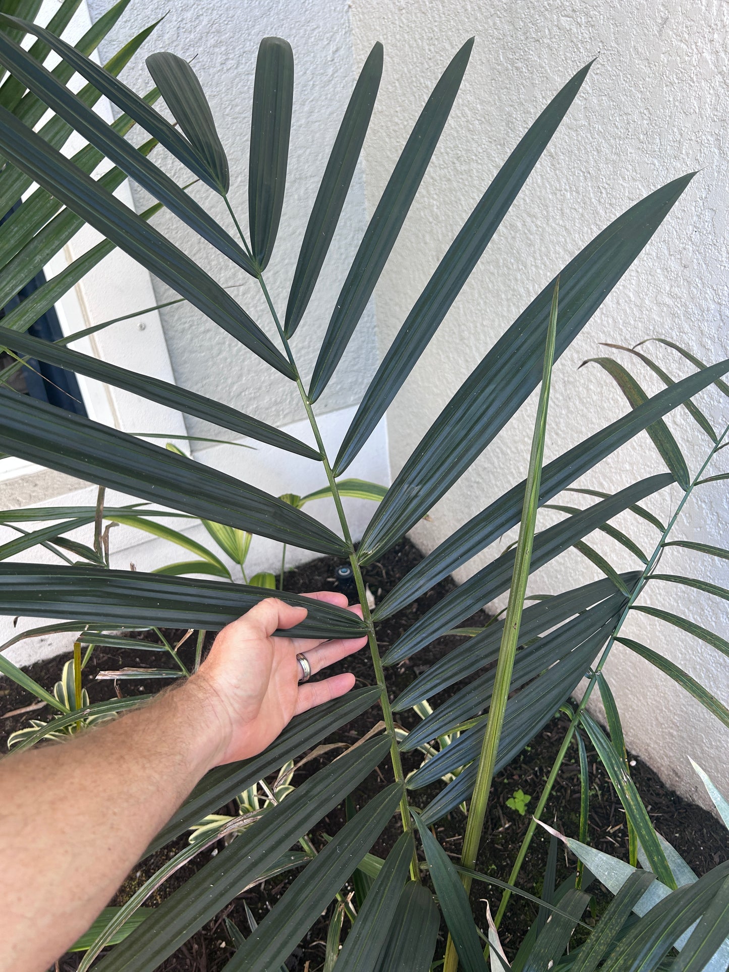 Lipstick Palm 'Apple Form' (Cyrtostachys renda hybrid)