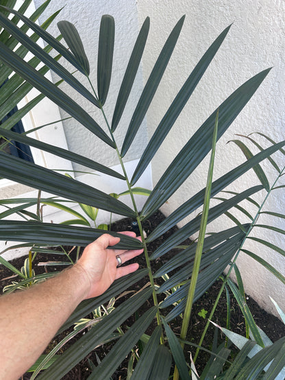 Lipstick Palm 'Apple Form' (Cyrtostachys renda hybrid)