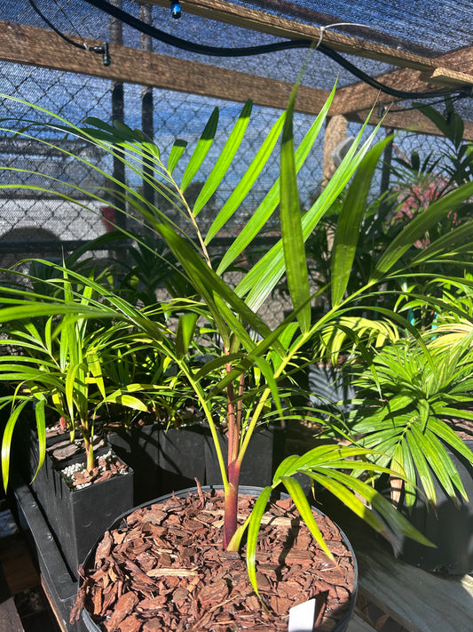 Sandy Bear Palm (Chrysalidocarpus psammophilus x leptocheilos; Dypsis psammophila x leptocheilos)