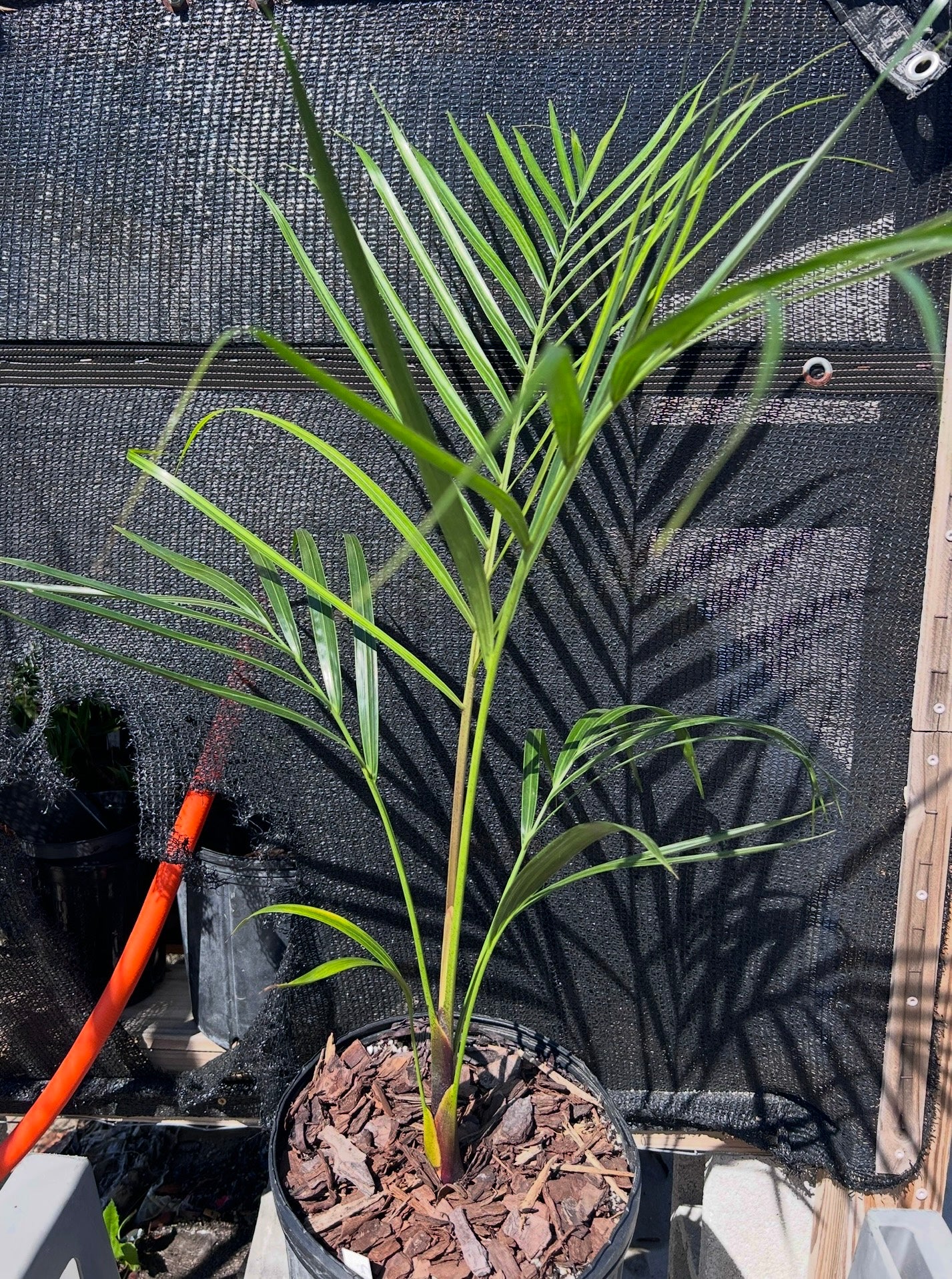 Golden Triangle Palm- Chrysalidocarpus (Dypsis) lutescens x decaryi- Golden Cane Hybrid