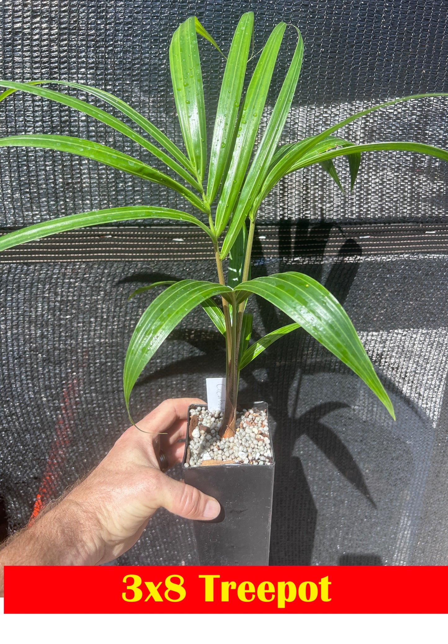 White Triangle Palm- Chrysalidocarpus (Dypsis) cabadae x decaryi