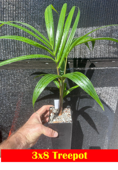 White Triangle Palm- Chrysalidocarpus (Dypsis) cabadae x decaryi