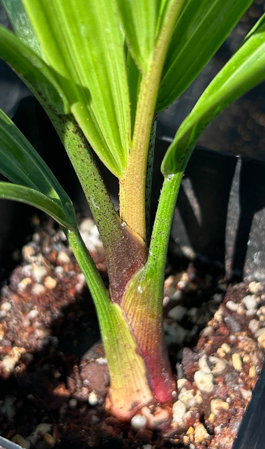 White Tiger Palm- Chrysalidocarpus (Dypsis) pembana x decaryi x leptocheilos- Rare triple-cross hybrid