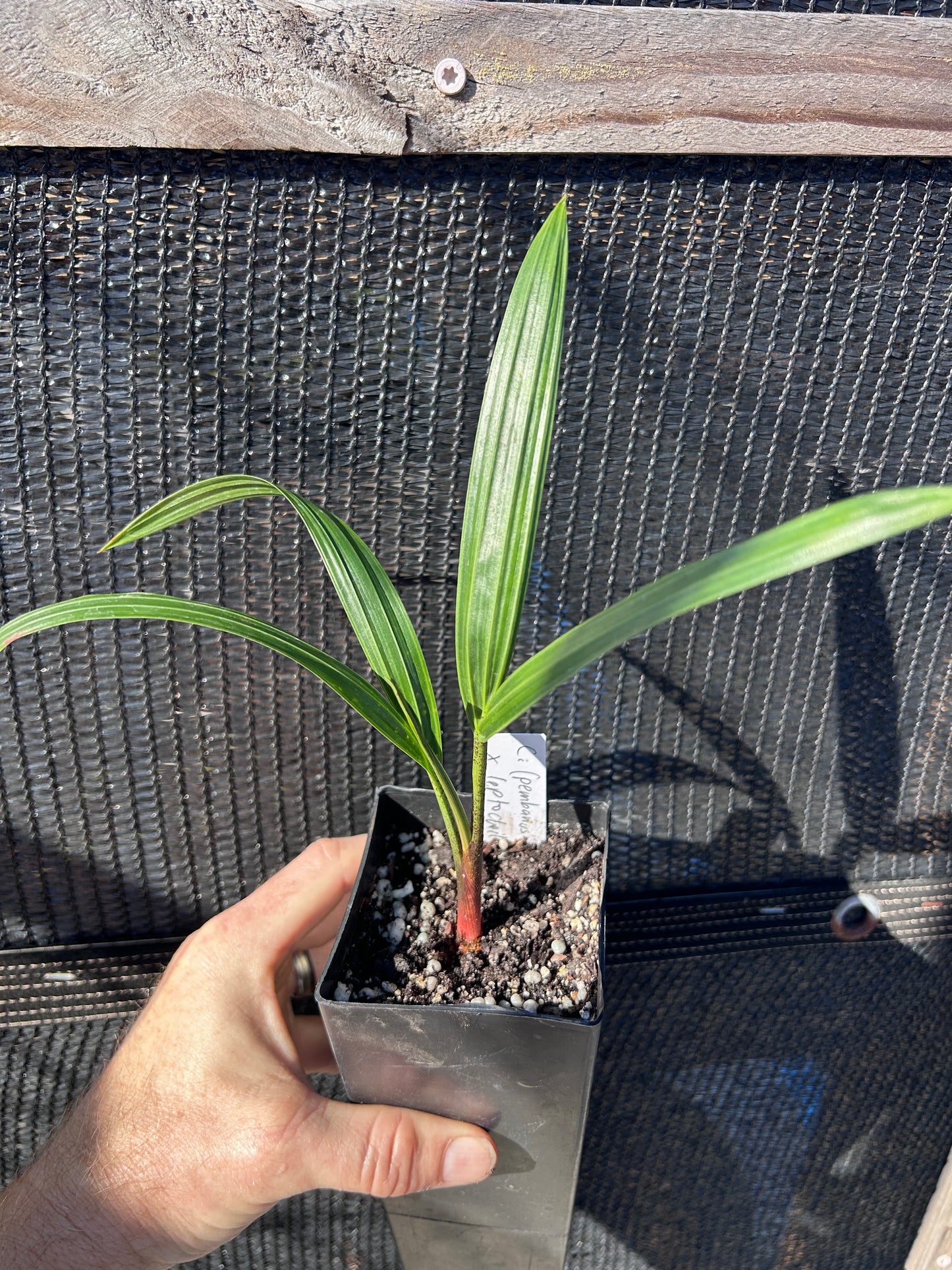 White Tiger Palm- Chrysalidocarpus (Dypsis) pembana x decaryi x leptocheilos- Rare triple-cross hybrid