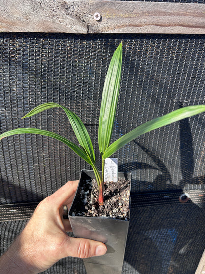 White Tiger Palm- Chrysalidocarpus (Dypsis) pembana x decaryi x leptocheilos- Rare triple-cross hybrid