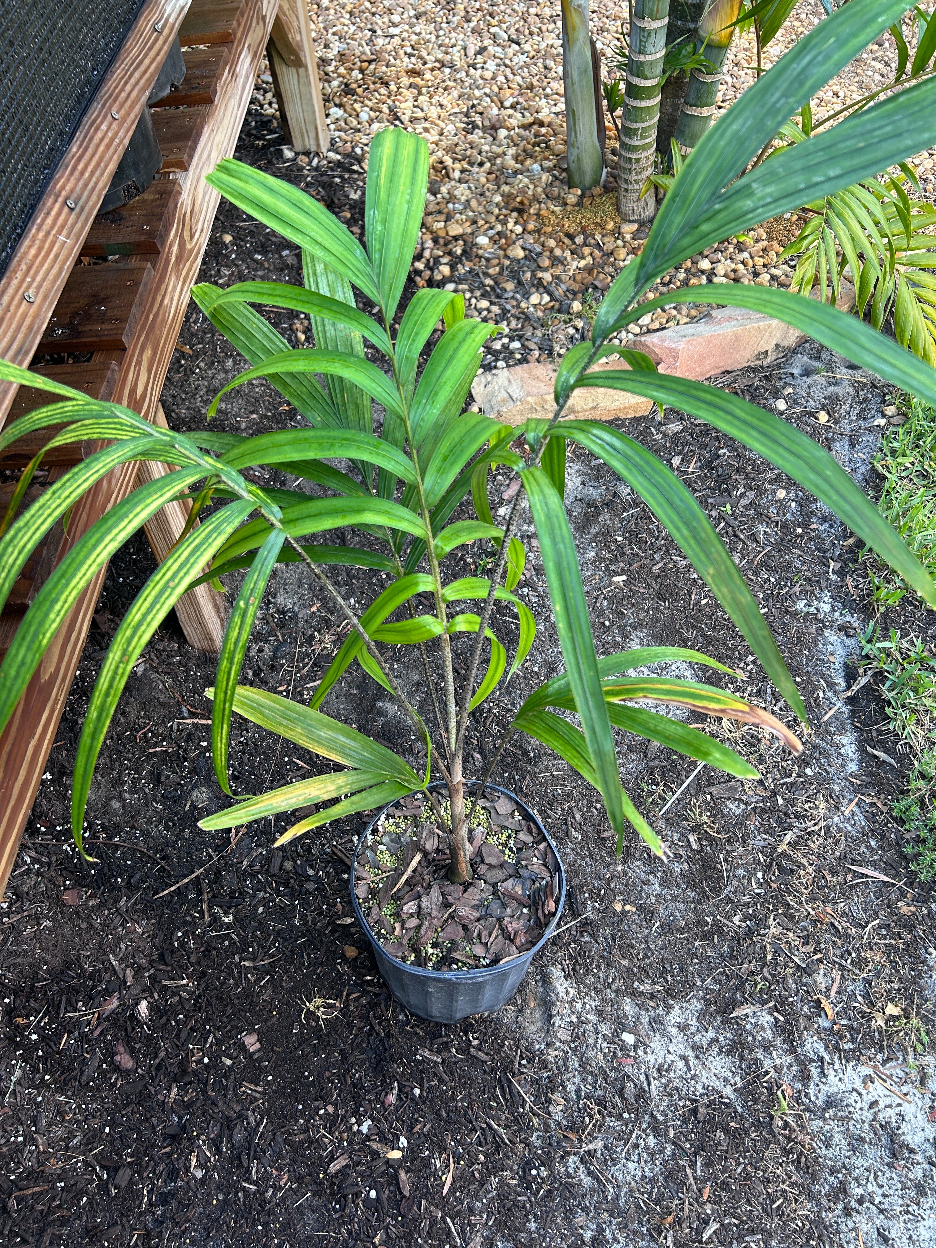 Reverse Foxy Lady Palm- Veitchia arecina x Wodyetia bifurcata