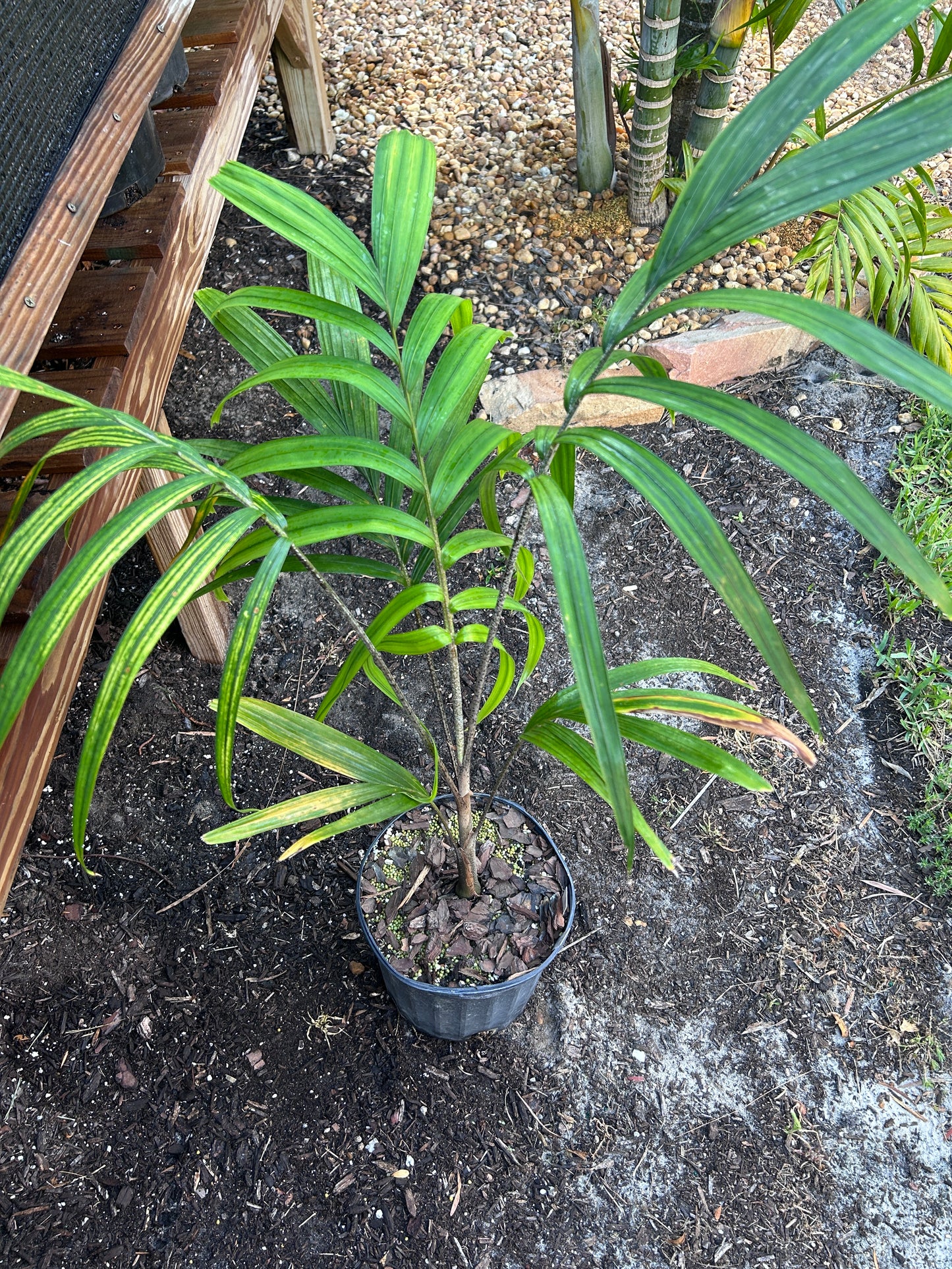 Reverse Foxy Lady Palm- Veitchia arecina x Wodyetia bifurcata hybrid EXTREMELY FAST tree!