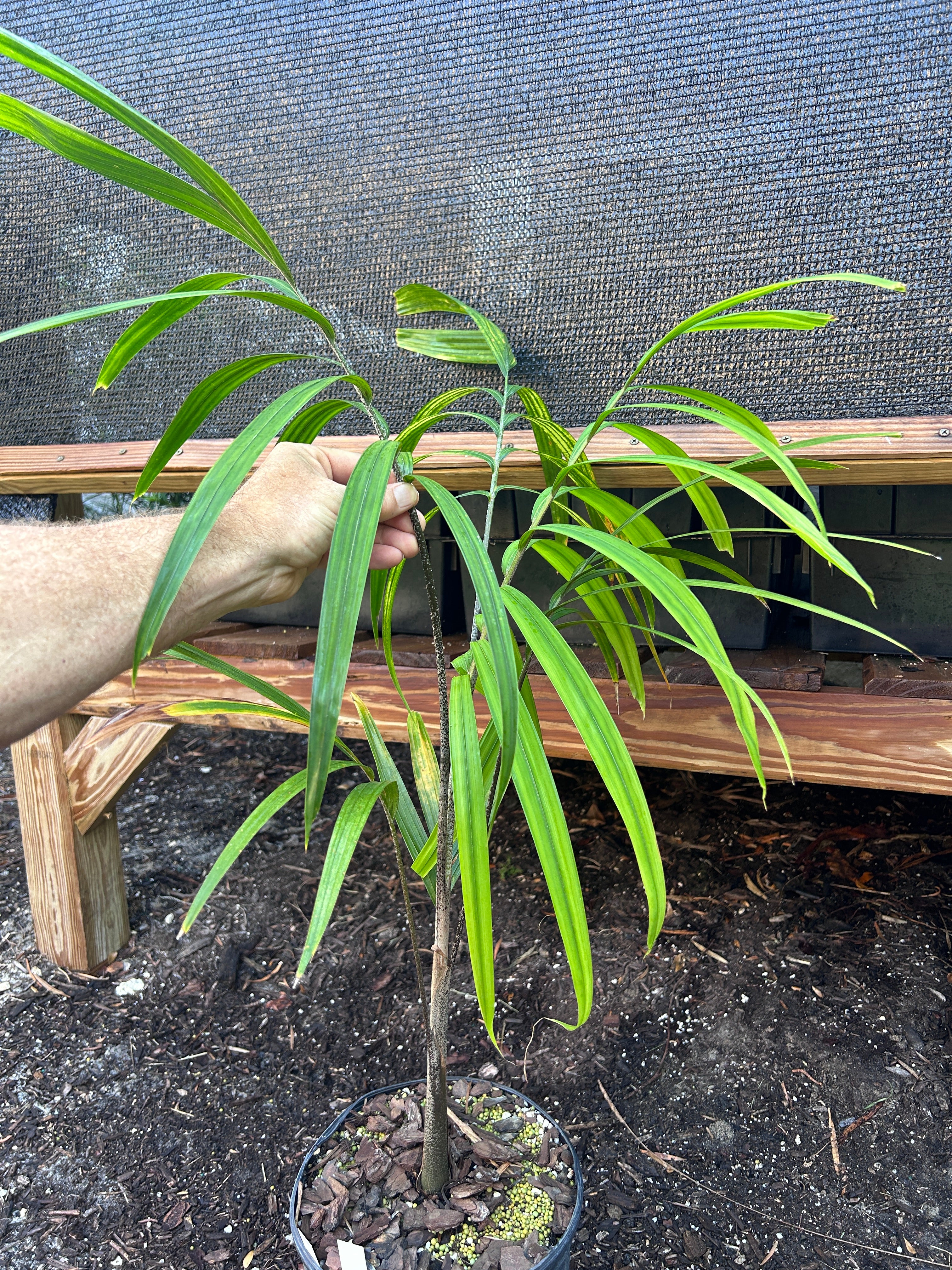 Reverse Foxy Lady Palm- Veitchia arecina x Wodyetia bifurcata