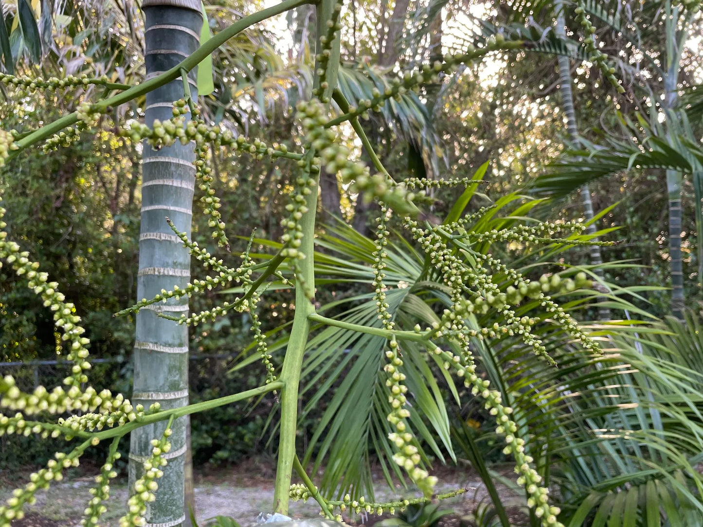Comoro Triangle Palm (Chrysalidocarpus lanceolatus x decaryi; Dypsis lanceolata x decaryi)
