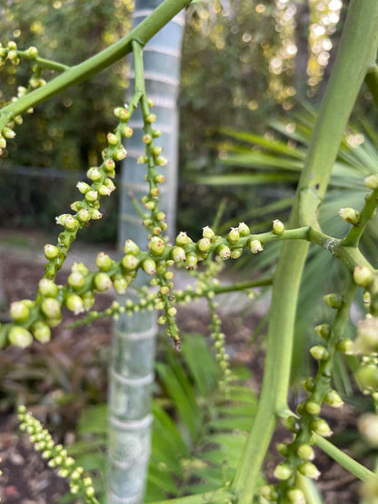Comoro Triangle Palm (Chrysalidocarpus lanceolatus x decaryi; Dypsis lanceolata x decaryi)