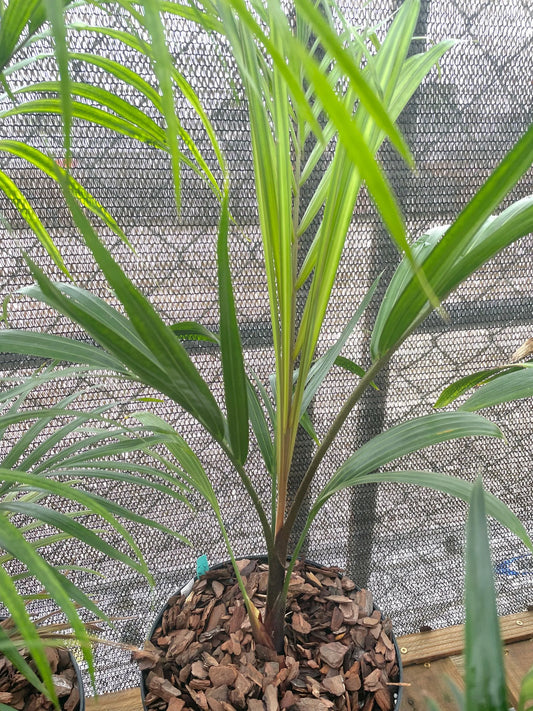 Super TriBana Palm- Chrysalidocarpus (Dypsis) pembana x decaryi x decaryi hybrid