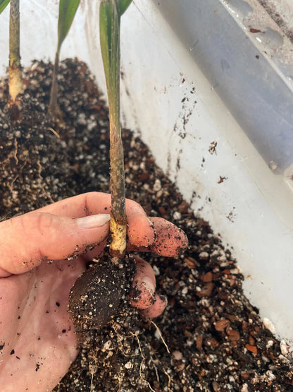 Lady Fox Palm (Veitchia arecina x Wodyetia bifurcata)