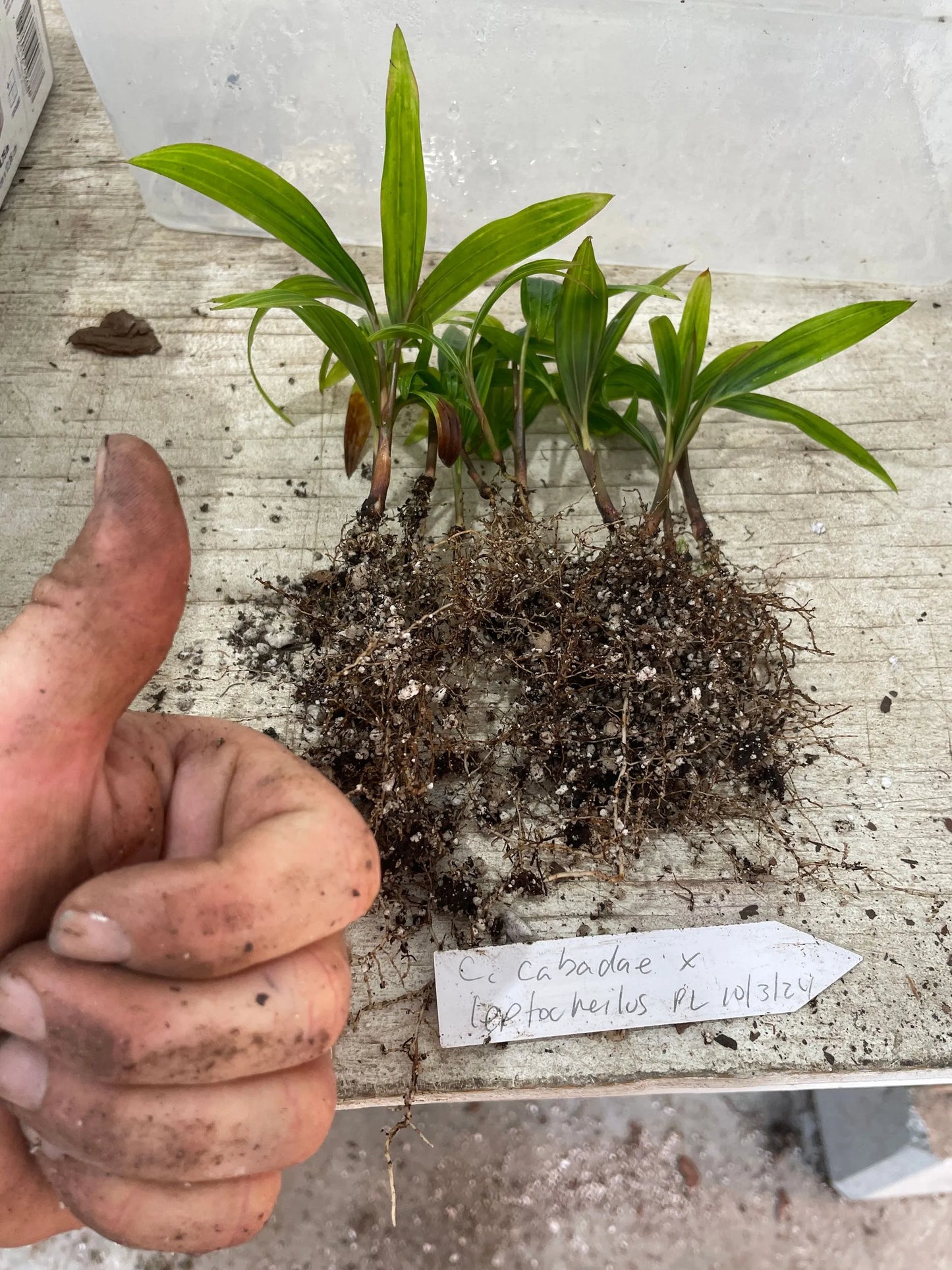 Fuzzy Cabada Palm (Chrysalidocarpus cabadae x leptocheilos; Dypsis cabadae x leptocheilos)