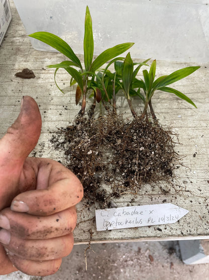 Fuzzy Cabada Palm (Chrysalidocarpus cabadae x leptocheilos; Dypsis cabadae x leptocheilos)