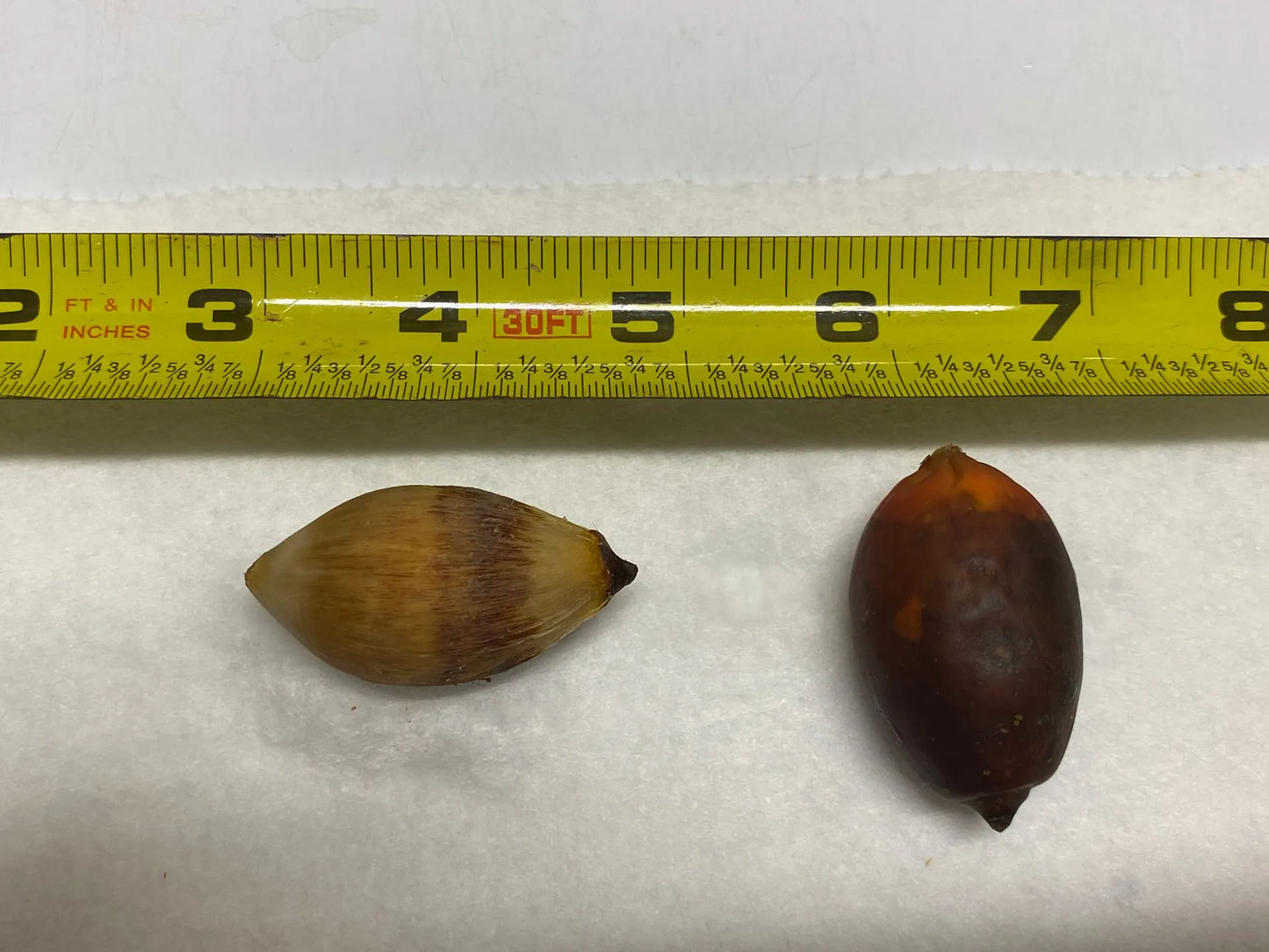 Lady Fox Palm (Veitchia arecina x Wodyetia bifurcata)