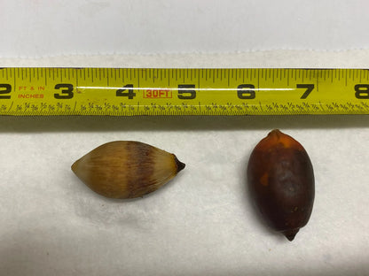 Lady Fox Palm (Veitchia arecina x Wodyetia bifurcata)