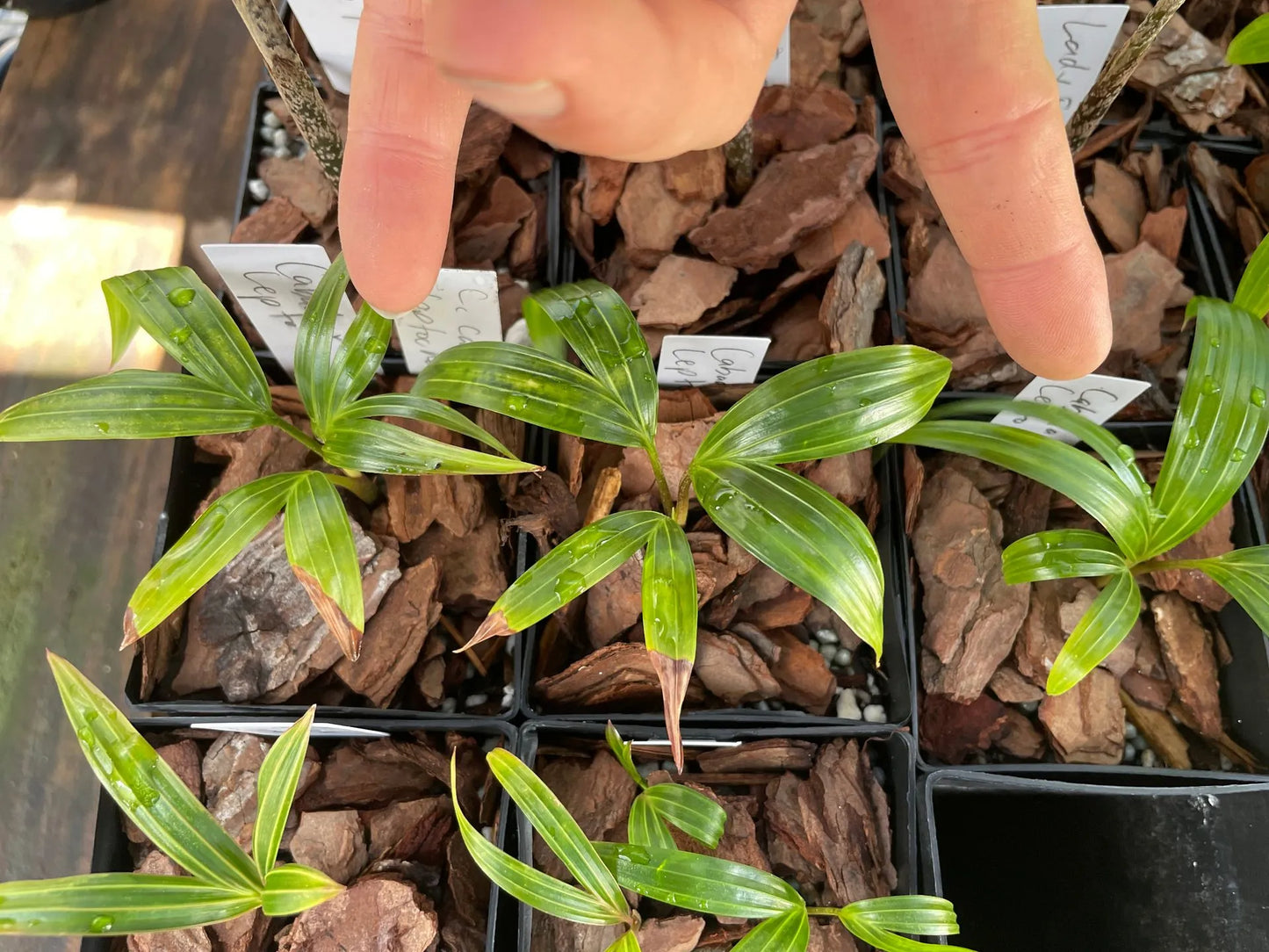 Fuzzy Cabada Palm (Chrysalidocarpus cabadae x leptocheilos; Dypsis cabadae x leptocheilos)