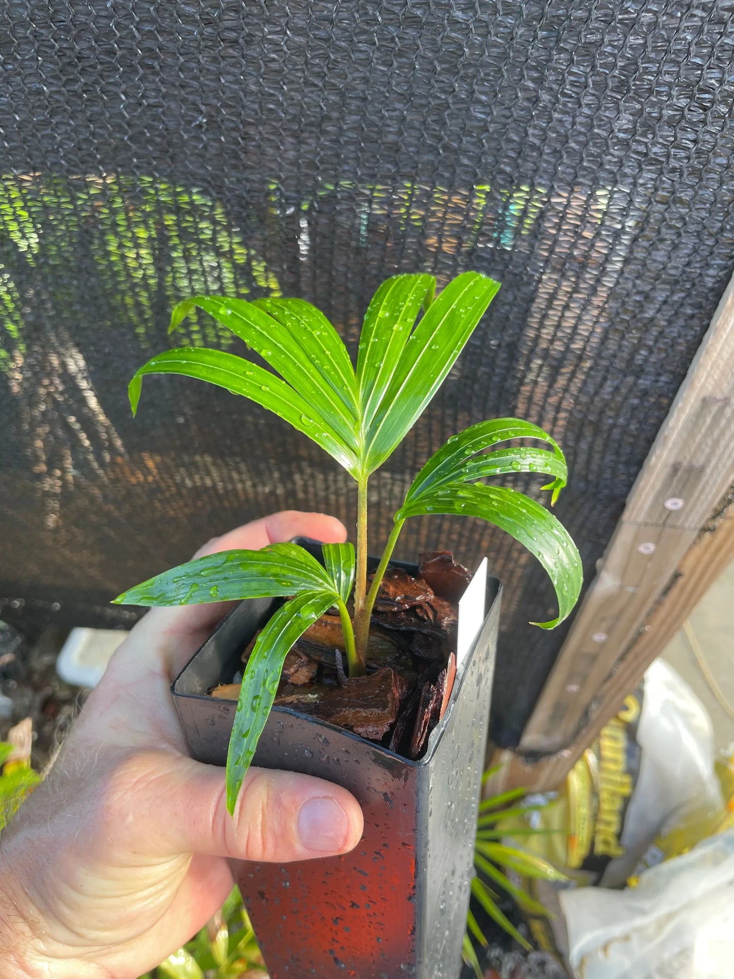 Fuzzy Cabada Palm (Chrysalidocarpus cabadae x leptocheilos; Dypsis cabadae x leptocheilos)