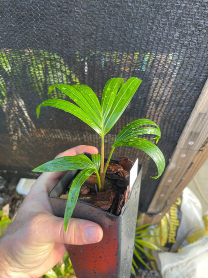 Fuzzy Cabada Palm (Chrysalidocarpus cabadae x leptocheilos; Dypsis cabadae x leptocheilos)