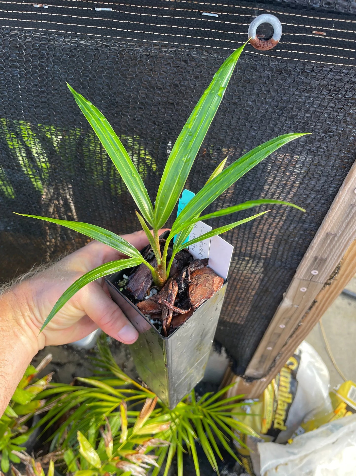 White Triangle Palm (Chrysalidocarpus cabadae x decaryi; Dypsis cabadae x decaryi)