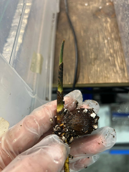 Lady Fox Palm (Veitchia arecina x Wodyetia bifurcata)