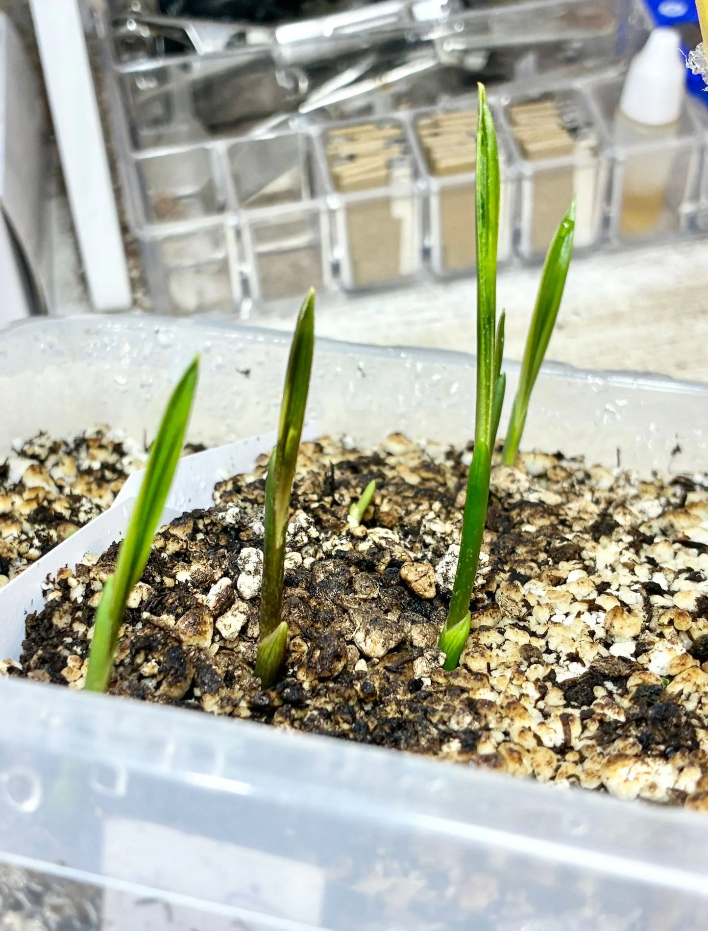 Silver Triangle Palm (Chrysalidocarpus blackii x decaryi; Dypsis blackii x decaryi)