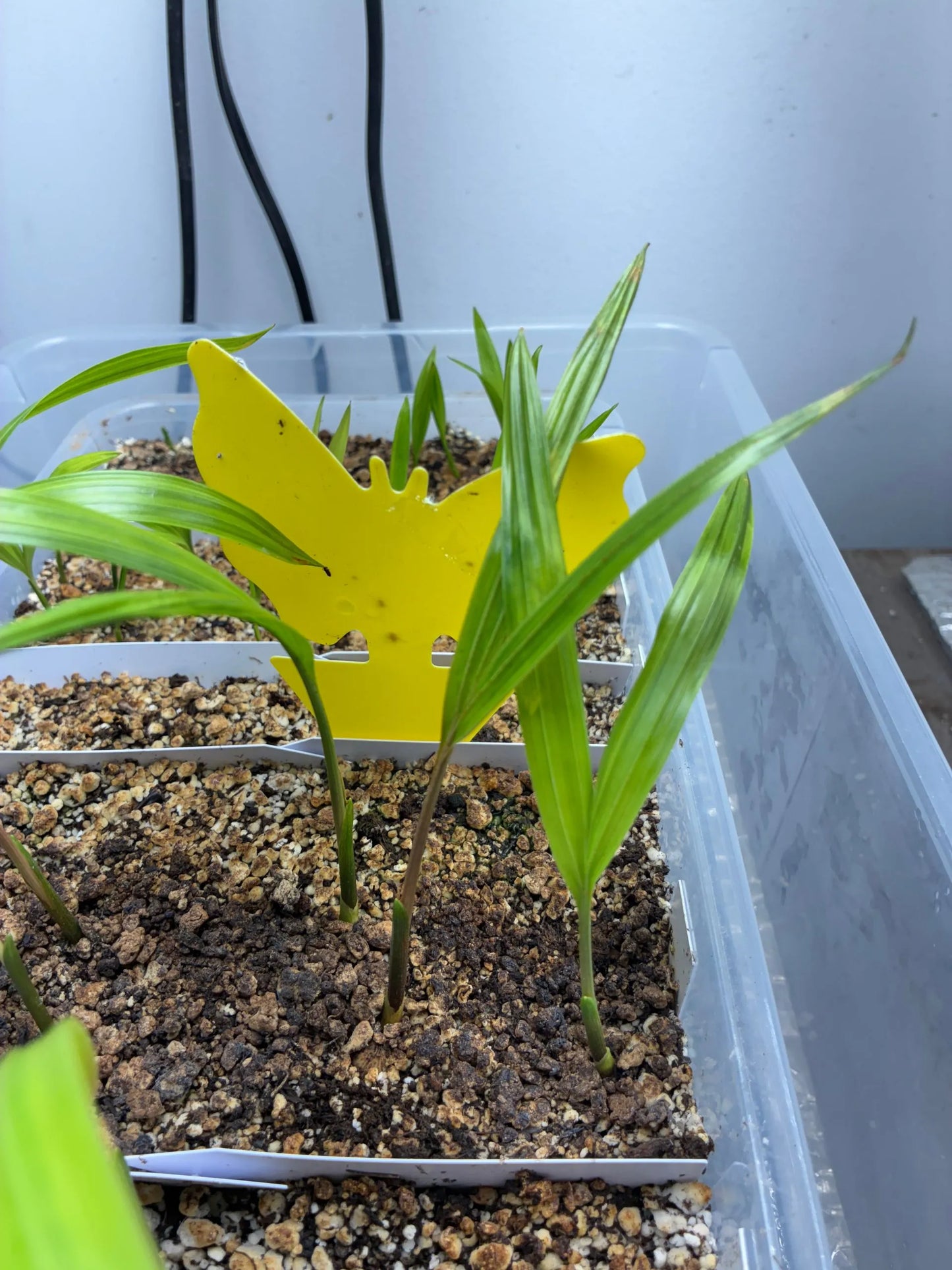 Silver Triangle Palm (Chrysalidocarpus blackii x decaryi; Dypsis blackii x decaryi)
