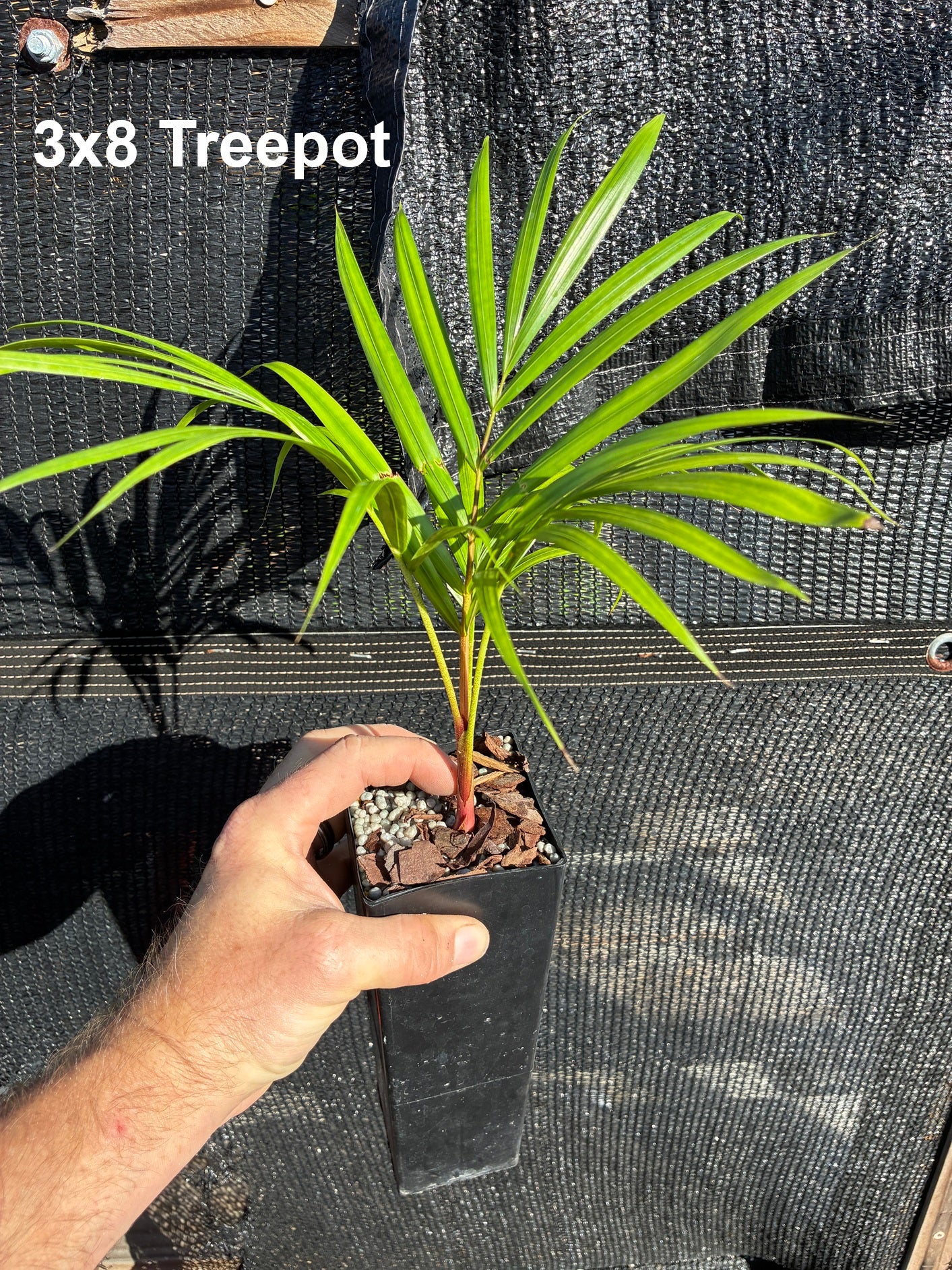 Sandy Bear Palm (Chrysalidocarpus psammophilus x leptocheilos; Dypsis psammophila x leptocheilos)