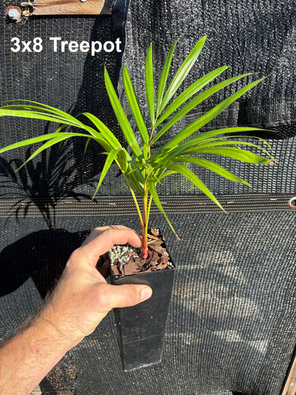 Sandy Bear Palm (Chrysalidocarpus psammophilus x leptocheilos; Dypsis psammophila x leptocheilos)