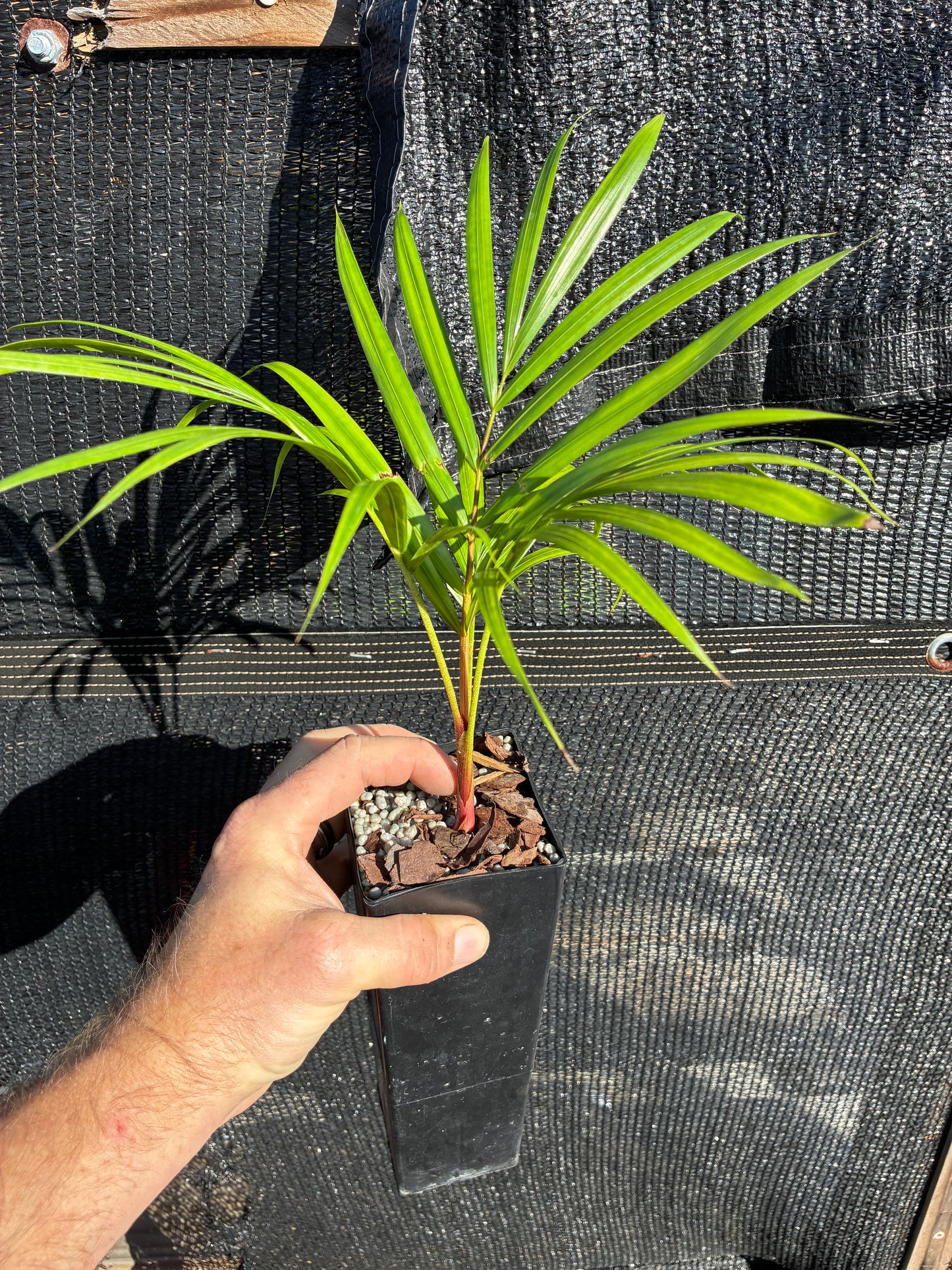 Sandy Bear Palm- Chrysalidocarpus (Dypsis) psammophila x leptocheilos hybrid