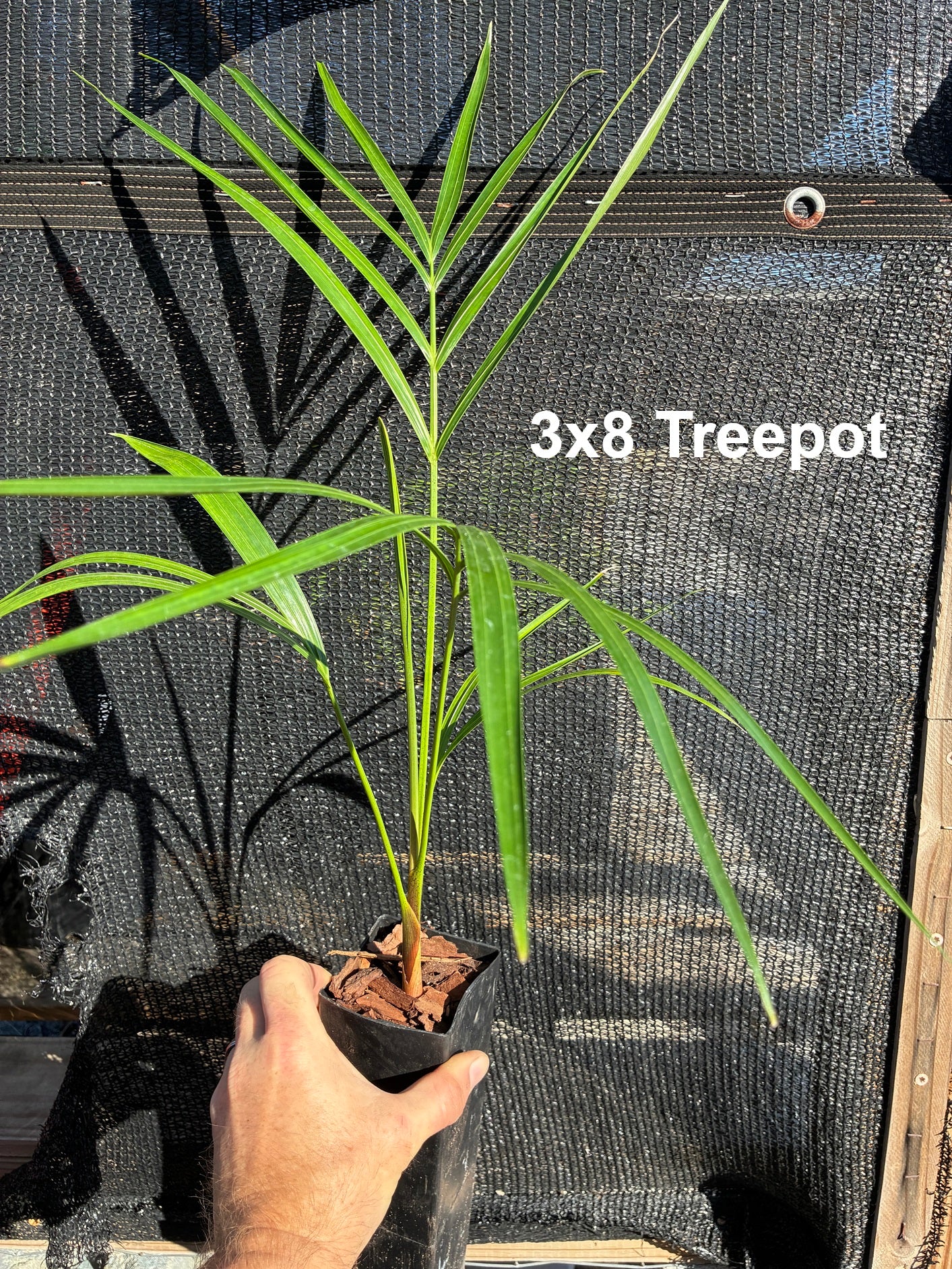 Golden Triangle Palm (Chrysalidocarpus lutescens x decaryi; Dypsis lutescens x decaryi)