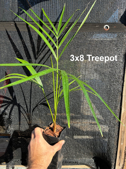 Golden Triangle Palm (Chrysalidocarpus lutescens x decaryi; Dypsis lutescens x decaryi)