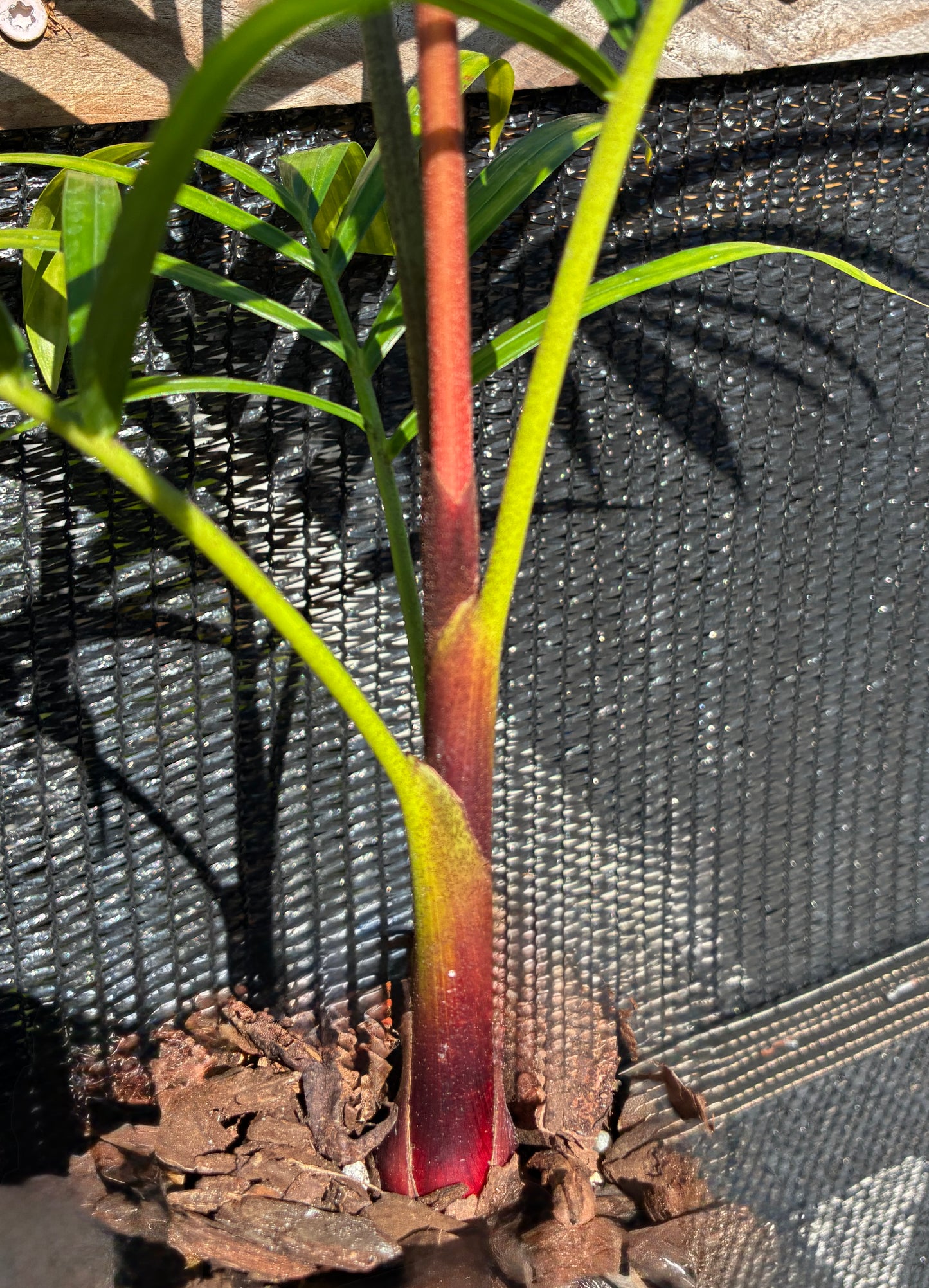 Sandy Bear Palm (Chrysalidocarpus psammophilus x leptocheilos; Dypsis psammophila x leptocheilos)