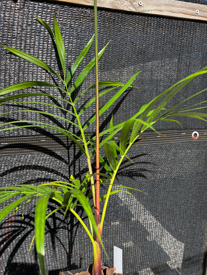 Sandy Bear Palm (Chrysalidocarpus psammophilus x leptocheilos; Dypsis psammophila x leptocheilos)