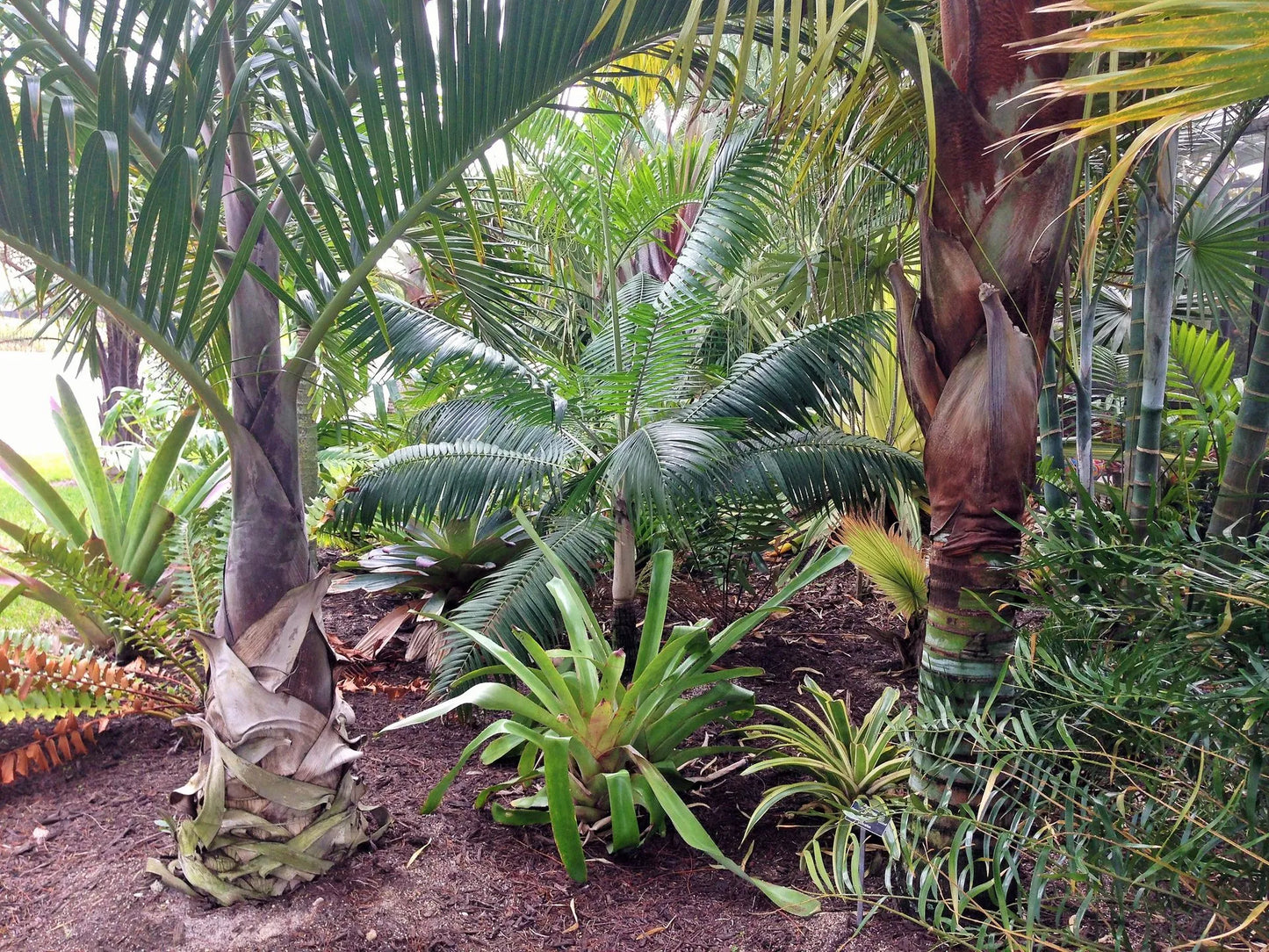 TriBear Palm; Red Triangle Palm (Chrysalidocarpus leptocheilos x decaryi; Chrysalidocarpus x leptocaryi)