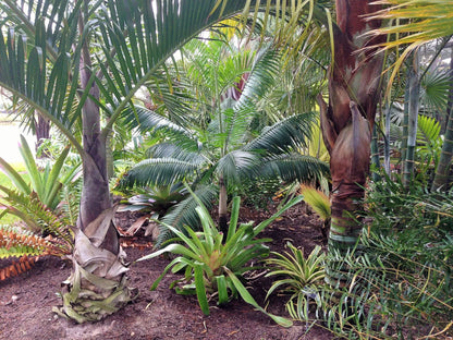 TriBear Palm; Red Triangle Palm (Chrysalidocarpus leptocheilos x decaryi; Chrysalidocarpus x leptocaryi)