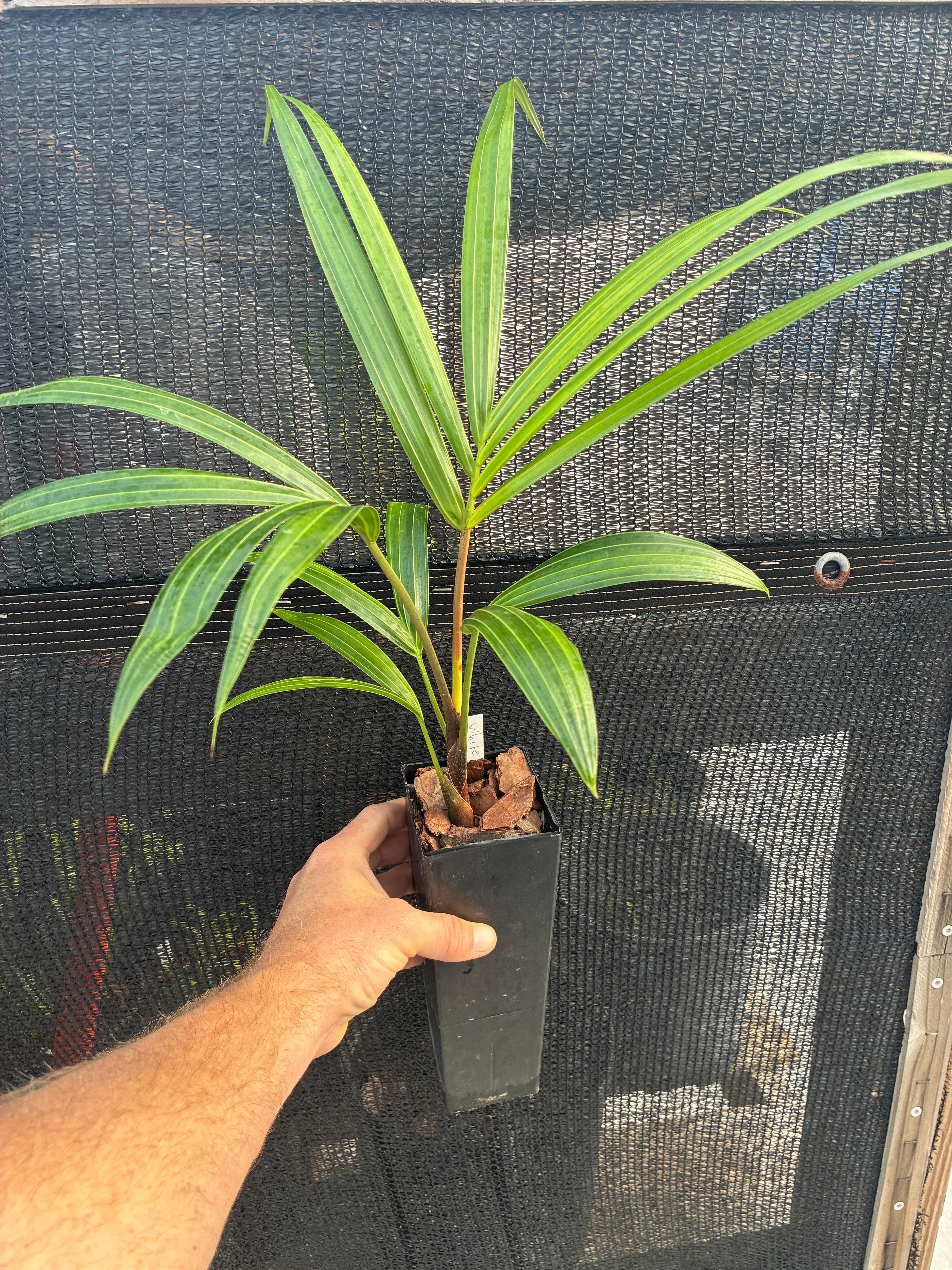 ③the_palms_nursery White Triangle Palm- Dypsis cabadae x decaryi- Our MOST Sought